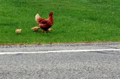 Descubre la Emoción del Juego en Chicken Road Casino en España, jugar chicken road