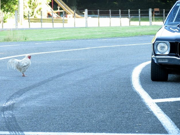 Germany - chicken road